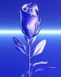 pic for BLUE ROSE